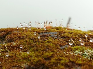 moss on the rocks