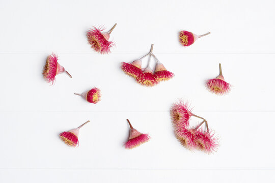 Australian native eucalyptus tree flowering gun nuts in beautiful reds and yellows, photographed from above on a rustic white background.