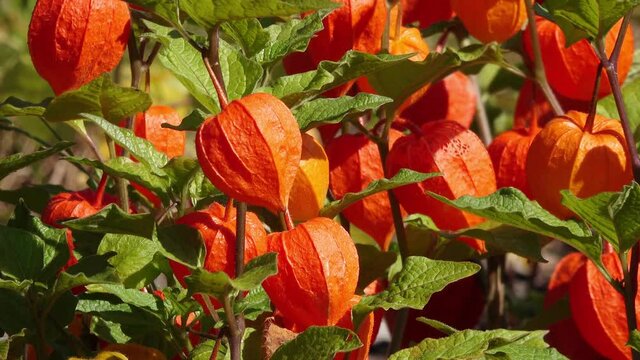 cape gooseberry in the nature in autumn
