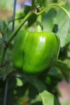 green pepper on a vine