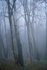 Obraz premium Oriental plane tree tall in forest with dense fog and path in catalonia, spain