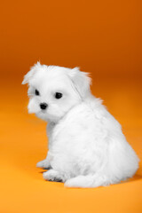 Small white dog of breed maltese in a photo studio