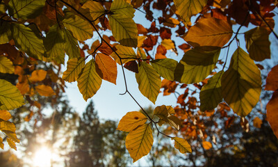 Closeup of colorful autumn leaves