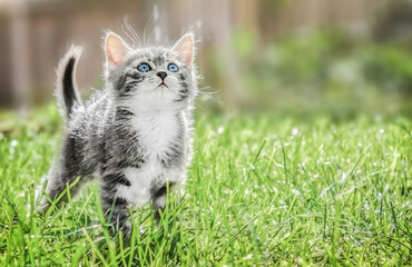 A white-gray kitten with blue eyes plays in the garden on a sunny day. Copy space for advertising.