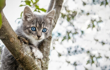 Naklejka na ściany i meble Portrait of a gray-white kitten with blue eyes on a tree and copy space