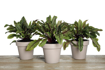 Sorrel plants in pots on wooden table against white background