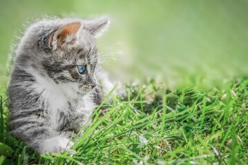 Naklejka na ściany i meble A gray-white kitten with blue eyes lies in the grass with copy space.