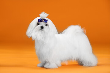 Small white dog of breed maltese in a photo studio