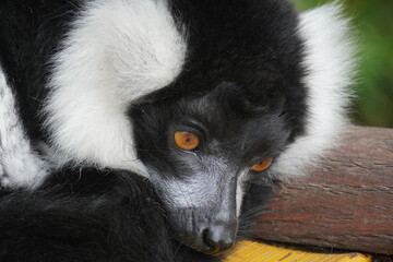 Black and white ruffed lemur