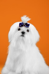 Small white dog of breed maltese in a photo studio