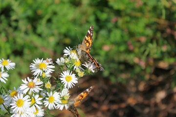 butterfly on flower