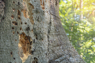 Holes in the bark of a tree 