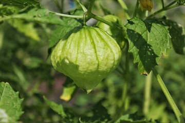 Green tomatillo fruit hanging on the vine.