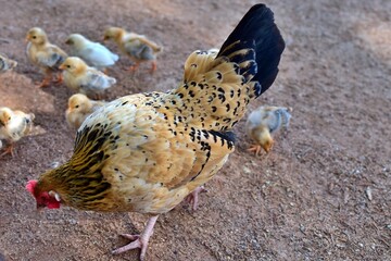 mom chicken on a blurred background with chicks