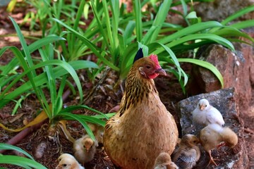 mom chicken on a blurred background with chicks