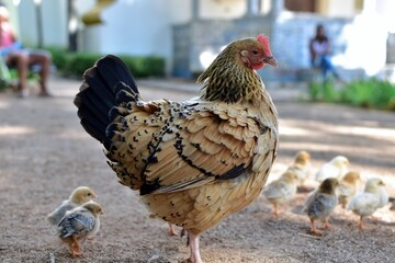 mom chicken on blurred background in the park with chicks