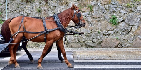 Pair of horses harnessed to a cart are walking down the road before pedestrian crossing