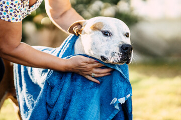 Woman drying a dog with a blue towel in a garden