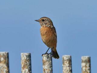 Common stonechat, Saxicola rubicula, at Cabo de Peñas, Asturias, Spain