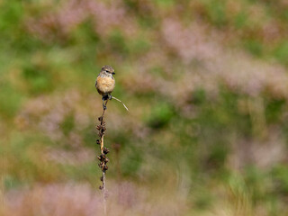 Common stonechat, Saxicola rubicula, at Cabo de Peñas, Asturias, Spain