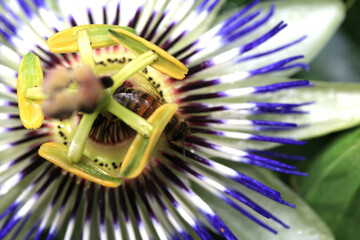 Beautiful Passionfruit Flower Close Up Blue and White