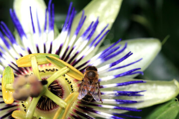 Beautiful Passionfruit Flower Close Up Blue and White