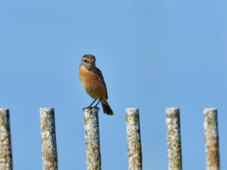 Common stonechat, Saxicola rubicula, at Cabo de Peñas, Asturias, Spain