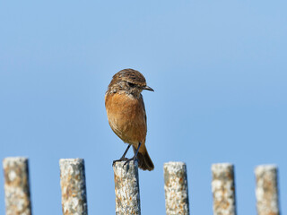 Common stonechat, Saxicola rubicula, at Cabo de Peñas, Asturias, Spain