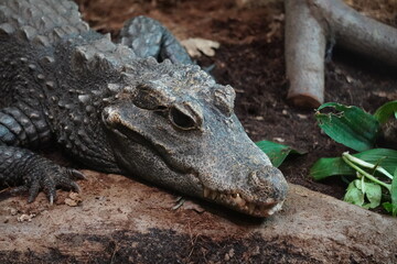 Dwarf crocodile