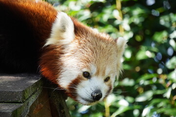Red panda