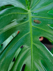 Fototapeta na wymiar Green succulent monster leaf throughout the frame. Background image.