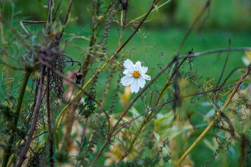 Cosmos flower at the end of the season surrounded by flower seed pods. Fall season image. Purple...