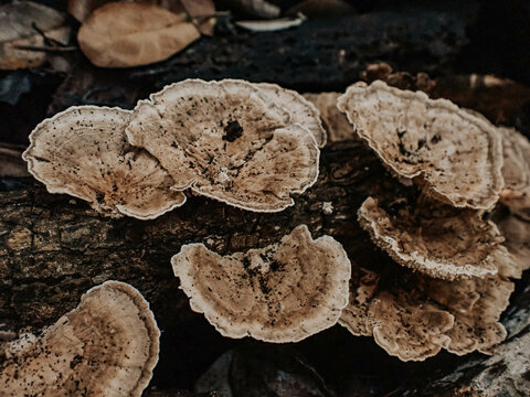 Closeup shot of Phellinus igniarius fungus growing on a tree trunk in a wild forest