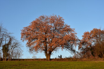 Baum Herbst