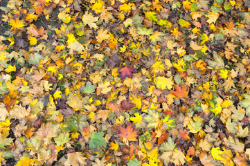 Autumn carpet made of maple tree leaves