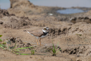 Little Ringed Plover (Charadrius dubius) feeding by the lake