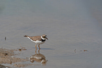 Little Ringed Plover (Charadrius dubius) feeding by the lake