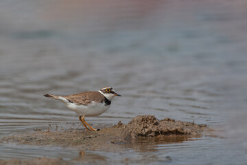 Little Ringed Plover (Charadrius dubius) feeding by the lake