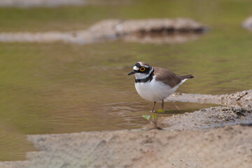 Little Ringed Plover (Charadrius dubius) feeding by the lake