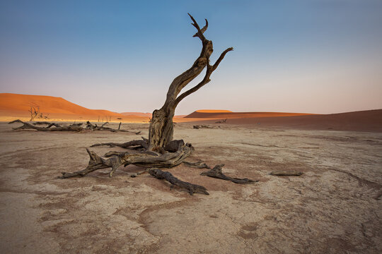 Fossilized camel acacias (Acacia erioloba) in the Valley of the Deadlays at sunrise. Namibia