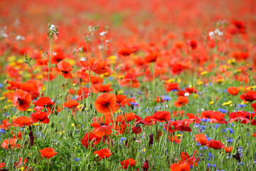Poppy field with beautiful red poppies and flowers in a summer meadow