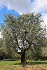 Fototapeta na wymiar olive tree with olives in the Mediterranean area for the production of olive oil