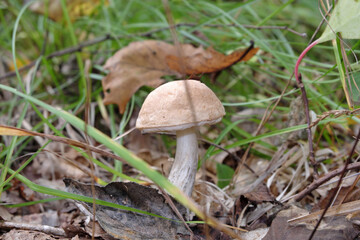 Leccinum. Collecting birch bushes in the forest area hidden among the fallen autumn leaves.