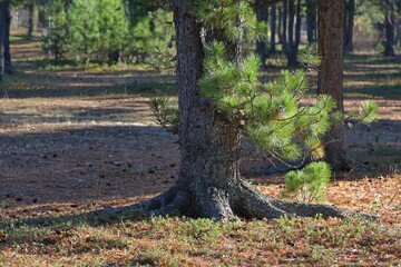 Trunks of Siberian pine in autumn in the grove