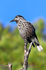 The nutcracker on a dry branch against the blue sky