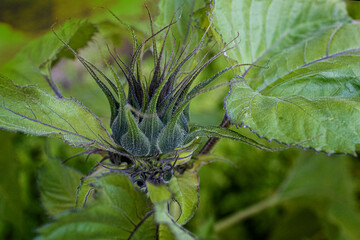 Sunflowers open in green buds