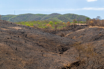 Burning deforestation of the Brazilian Caatinga biome in Barro, Ceara, Brazil on December 21, 2020.