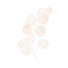 Fototapeta na wymiar Lunaria vector stock illustration. A fragile beige flower. Branch element for the invitation. Decorative minimalist element. Boho. Dry botany. Isolated on a white background.