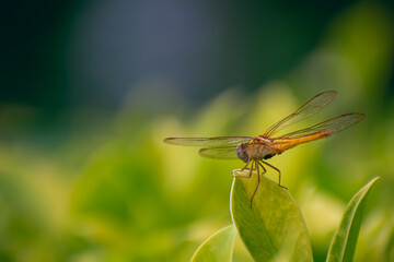 Sympetrum is a genus of small to medium-sized skimmer dragonflies, known as darters in the UK and as meadowhawks in North America.