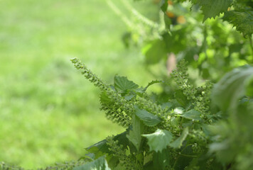 Selective focus of perilla flower, seeds with blurred nature background.